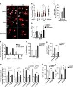 TFEB Antibody in Immunocytochemistry (ICC/IF)