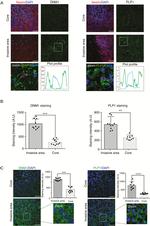 Dynamin 1 Antibody in Immunohistochemistry, Immunocytochemistry (IHC, ICC/IF)