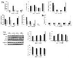 Collagen III Antibody in Western Blot (WB)