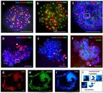 Ki-67 Antibody in Immunocytochemistry (ICC/IF)