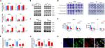 ACSS1 Antibody in Western Blot (WB)