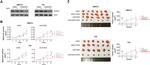 ACSS3 Antibody in Western Blot (WB)