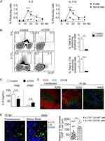 CD3e Antibody in Immunohistochemistry, Immunocytochemistry (IHC, ICC/IF)