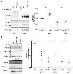 LC3B Antibody in Western Blot (WB)