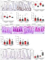 Serotonin Antibody in Immunohistochemistry (IHC)