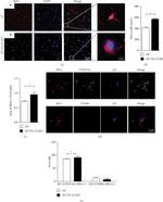 CD206 Antibody in Immunocytochemistry (ICC/IF)