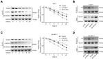 GLUT1 Antibody in Western Blot (WB)