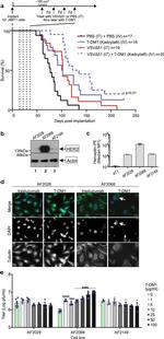 ErbB2 (HER-2) Antibody in Western Blot (WB)