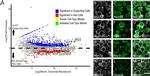 TSPAN8 Antibody in Immunohistochemistry (IHC)