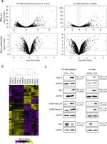 GDF15 Antibody in Western Blot (WB)
