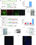 DRD1 Antibody in Western Blot, Immunohistochemistry (WB, IHC)