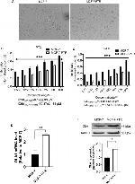 GTPBP9 Antibody in Western Blot (WB)