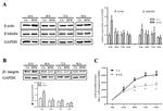 beta Tubulin Antibody in Western Blot (WB)