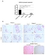 Dystrophin Antibody in Immunohistochemistry (IHC)