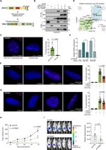 RRAD Antibody in Western Blot (WB)