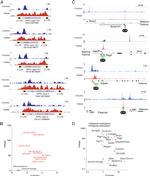 O-linked N-acetylglucosamine (O-GlcNAc) Antibody in ChIP Assay (ChIP)