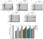 Dengue Virus Type 1-4 Antibody in Western Blot (WB)