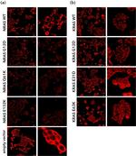 E-cadherin Antibody in Immunocytochemistry (ICC/IF)
