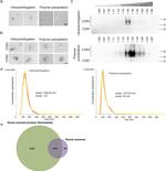 CD63 Antibody in Western Blot (WB)