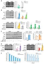 VEGF Antibody in Western Blot (WB)