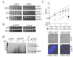 Maltose Binding Protein Antibody in Western Blot (WB)