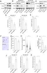 ALDH1A3 Antibody in Western Blot (WB)