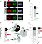 ALDH1A3 Antibody in Immunocytochemistry (ICC/IF)