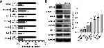 COL5A3 Antibody in Western Blot (WB)