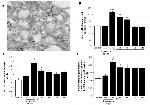 BNIP3 Antibody in Immunohistochemistry (IHC)