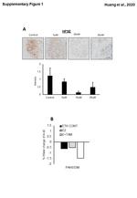 HPa1 Antibody in Immunohistochemistry (IHC)