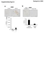 HPa1 Antibody in Immunohistochemistry (IHC)