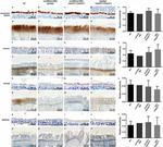 SPAG6 Antibody in Immunohistochemistry (Paraffin) (IHC (P))