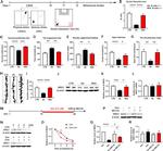 NRG1 Antibody in Western Blot (WB)