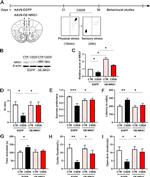 NRG1 Antibody in Western Blot (WB)