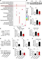 NRG1 Antibody in Western Blot, Immunoprecipitation (WB, IP)