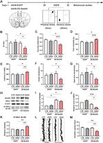 NRG1 Antibody in Western Blot (WB)