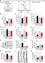 NRG1 Antibody in Western Blot (WB)