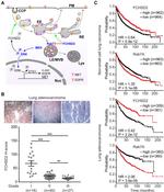FCHSD2 Antibody in Immunohistochemistry (IHC)
