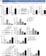 ZFX Antibody in Western Blot (WB)