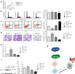 ZFX Antibody in Western Blot (WB)