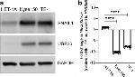 USP26 Antibody in Western Blot (WB)