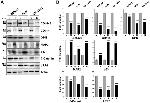 CSF3R Antibody in Western Blot (WB)