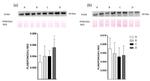 ADFP Antibody in Western Blot (WB)