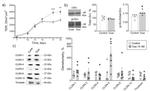 Claudin 12 Antibody in Western Blot (WB)