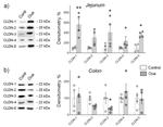 Claudin 8 Antibody in Western Blot (WB)