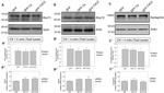Syntaphilin Antibody in Western Blot (WB)