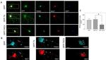 TRAK2 Antibody in Western Blot, Immunocytochemistry (WB, ICC/IF)