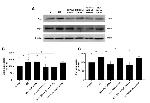 FIS1 Antibody in Western Blot (WB)