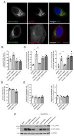 beta COP Antibody in Immunocytochemistry (ICC/IF)