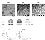 EpCAM Antibody in Western Blot (WB)